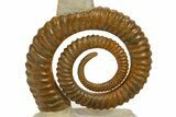 Early Devonian Ammonoid (Anetoceras) With Cephalopod #322507-4